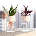 Mini Hydroponic Glass Plant Vase